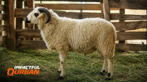 Qurban Domba